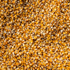Raw dried corn in the Colombian market - Zea mays