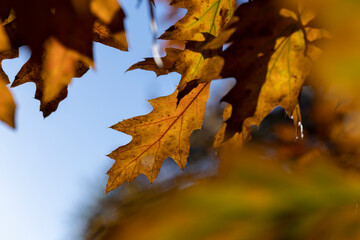 Naklejka na ściany i meble Orange dry oak foliage in the autumn season