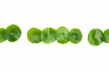 Fresh green centella asiatica leaves