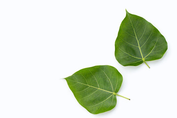 Green bodhi leaf on a white background.