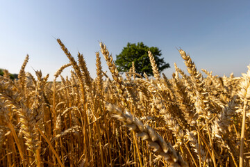 Growing in a field with wheat