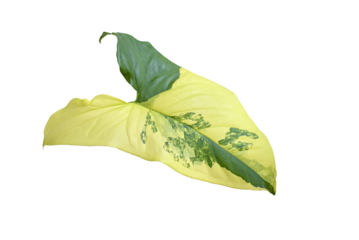 The Syngonium Yellow Aurea Variegata on isolated