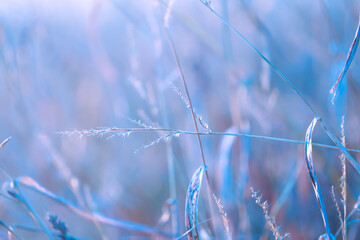 Winter nature background in cold blue tones. .Grass stalks close up .Field grass stems wallpaper.Plants in the cold season