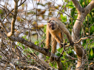 Fototapeta premium Wild black-striped capuchin monkey also known as the bearded capuchin in the trees