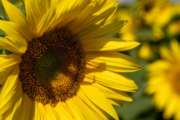 Obraz premium Sunflower field with flowers and bees