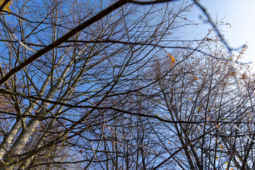Autumn foliage on trees in Europe