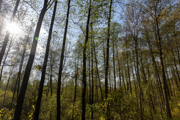 Trees with foliage falling in autumn against the blue sky