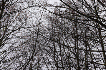 Bare trees in the autumn season