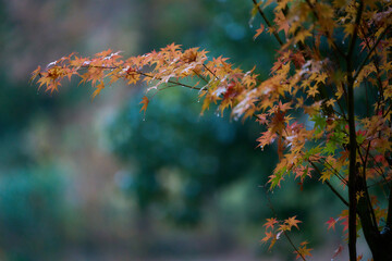 日本の紅葉した山の風景