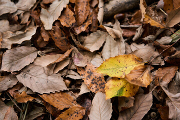 日本の紅葉した山の風景