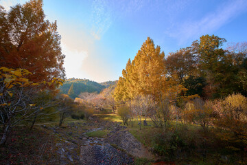 Fototapeta premium 日本の紅葉した山の風景