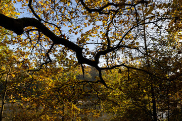 Fototapeta na wymiar Yellowing and falling foliage of deciduous trees in autumn