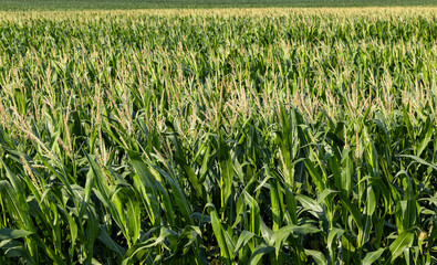 Green corn illuminated by sunlight