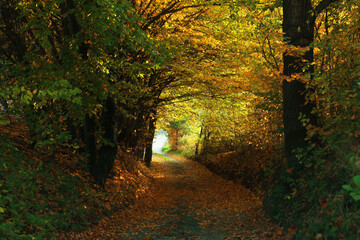 Picturesque view of path in autumn forest