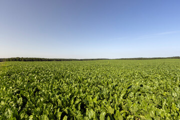Growing beets in an agricultural field