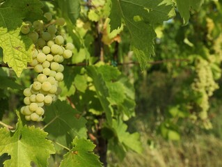 Bunches of fresh grapes growing in vineyard on sunny day