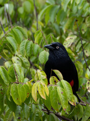 Cacique candela - Colombia 