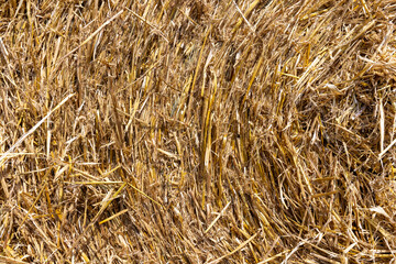twisted straw stacks after harvest