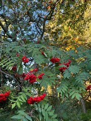 Rowan tree branches with red berries outdoors