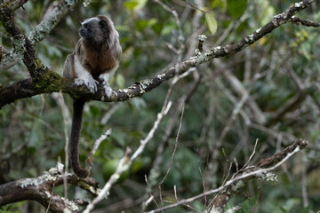 Tití Antioquia Colombia - Colombian Monkey
