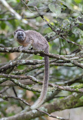 Tití Antioquia Colombia - Colombian Monkey