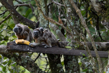 Tití Antioquia Colombia - Colombian Monkey