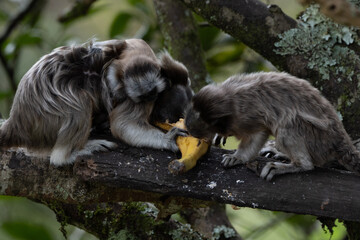 Tití Antioquia Colombia - Colombian Monkey