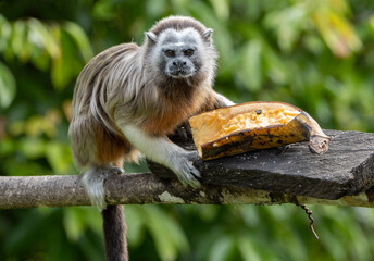 Tití Antioquia Colombia - Colombian Monkey