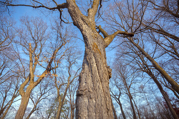 Fototapeta premium Foliage: End of the Autumn, Ottawa, Canada