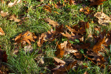 Fallen to the ground dry maple foliage in the autumn season