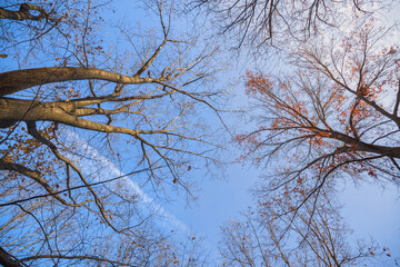 Foliage: End of the Autumn, Ottawa, Canada