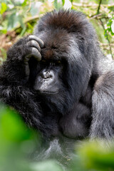 The endangered mountain gorillas (Gorilla beringei beringei) of Rwanda.