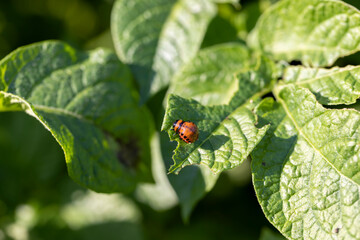 Colorado beetles, growing potatoes as a food product