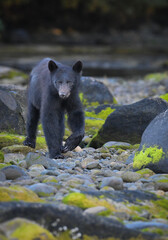 Black Bear Cub