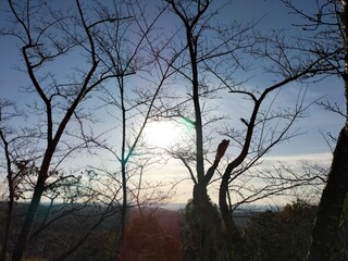 sunset in the forest