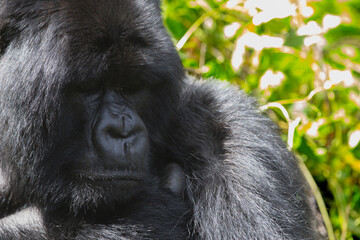 The endangered mountain gorillas (Gorilla beringei beringei) of Rwanda.