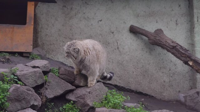 Curious Wildcat, Pallas's cat (Otocolobus manul) in Captivity Walks Away, Real Time Action