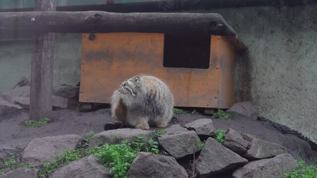 Pallas's cat (Otocolobus manul) Manul, Small Cute and Furry Wild Cat Of Central Asia.
