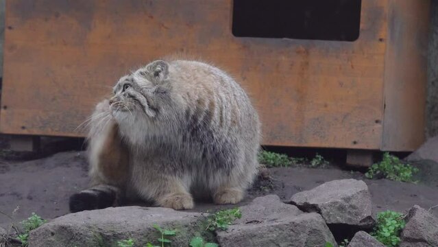 Pallas's cat (Otocolobus Manul) live in Grasslands and Mountain steppes of Central Asia. Portrait of Cute Furry Adult