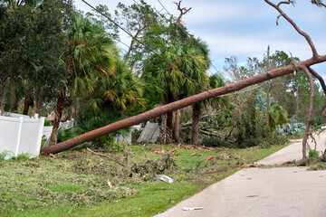 Fallen down big tree on power and communication lines after hurricane Ian in Florida. Consequences...