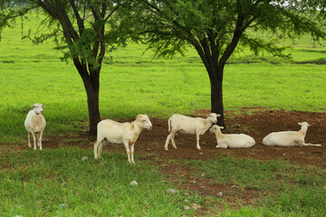 Obraz premium Beautiful white sheep on green grass in safari park