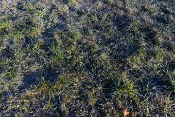 green grass in frost in the morning