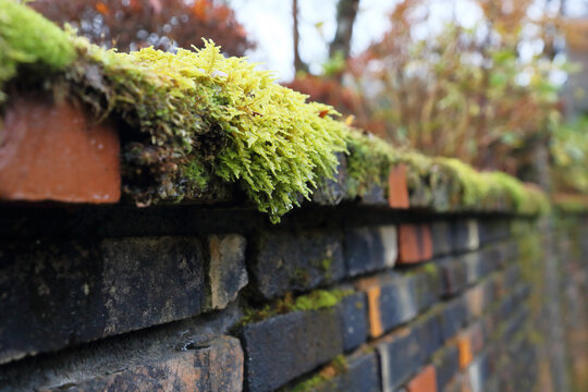 Common fern moss growing on a brick wall (scientific name: Thuidium delicatulum)