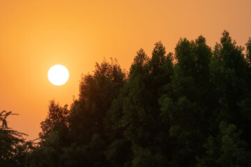 sun set with trees