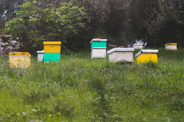 Summer view of rural apiary and honey production in Greece, bee hive colony, swarm of bees in a...