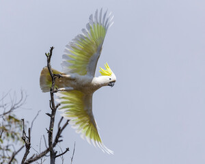 A large white parrot with a distinctive sulphur-yellow crest, a dark grey-black bill and a yellow wash on the underside of the wings known as the Sulphur-crested Cockatoo (Cacatua galerita) © wrightouthere