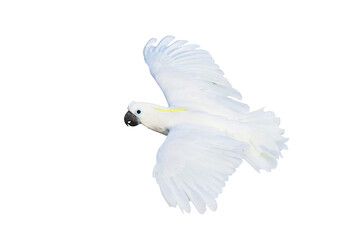 Beautiful cockatoo parrot flying isolated on white background.