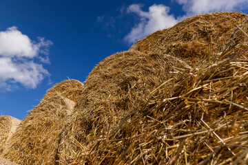 Fototapeta na wymiar An agricultural field where wheat crops are harvested and straw stacks are stored