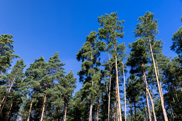 Tall trees in a pine forest illuminated by sunlight