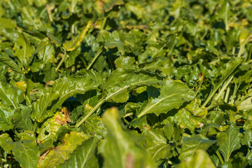 Old beet tops in the field in the autumn season